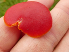 Hygrocybe coccinea