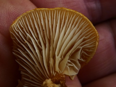 Cystoderma amianthinum