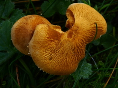 Cystoderma amianthinum