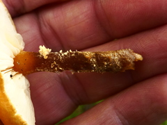 Cystoderma amianthinum