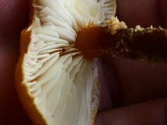 Cystoderma amianthinum