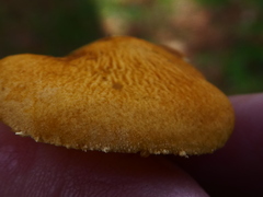 Cystoderma amianthinum