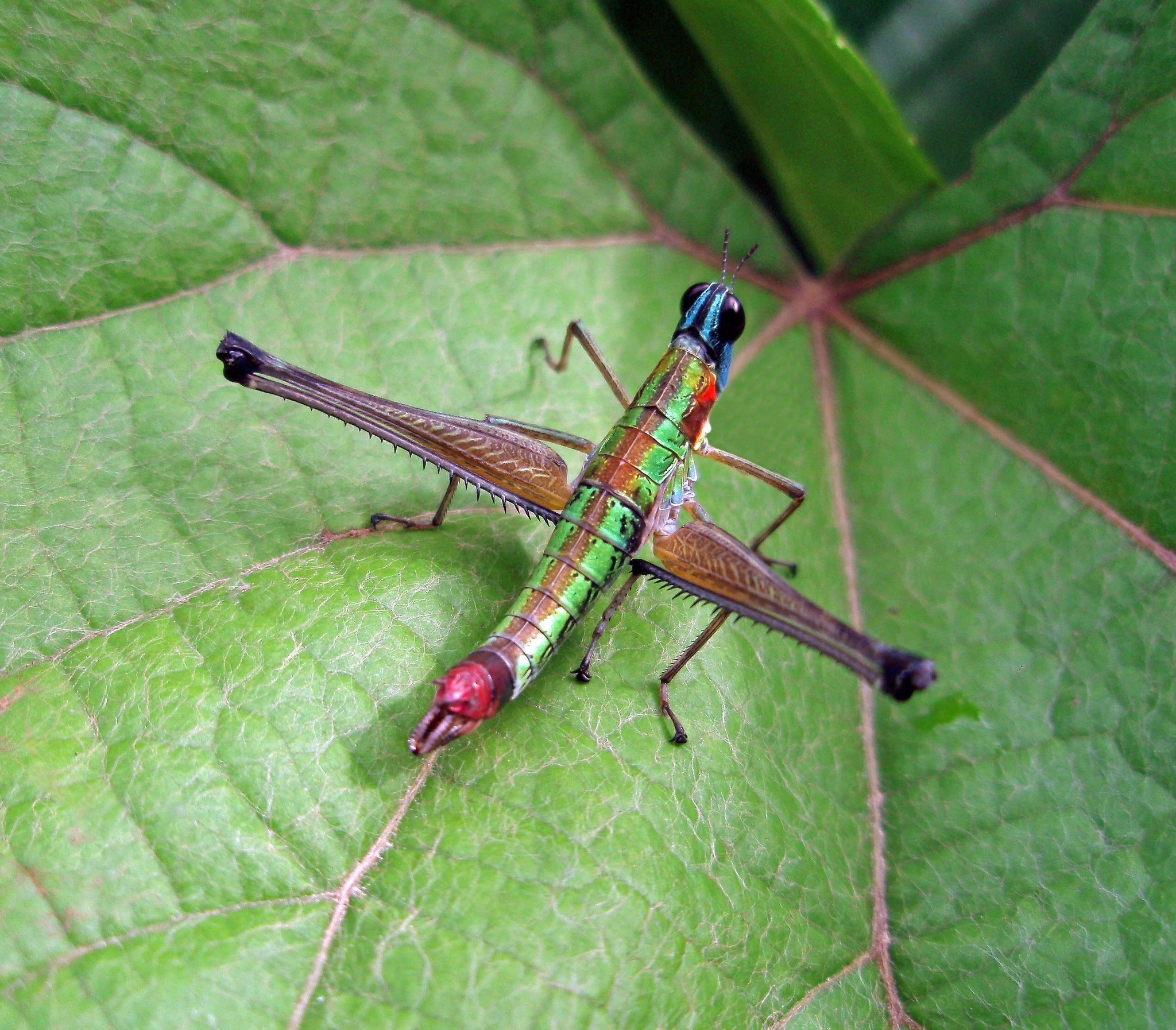 Epis Insect Episactidae