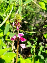 Indigofera intermedia