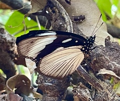 Hypolimnas anthedon wahlbergi