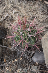 Ferocactus recurvus recurvus