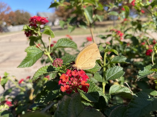 Tailed Orange photo 4