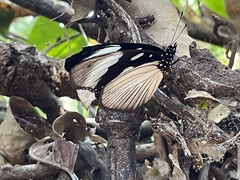 Hypolimnas anthedon wahlbergi