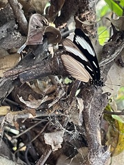 Hypolimnas anthedon wahlbergi