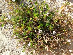 Pelargonium setulosum