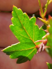 Pelargonium setulosum