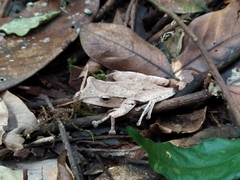 Polypedates pseudocruciger