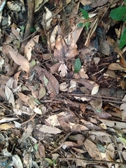 Polypedates pseudocruciger