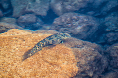 Parablennius sanguinolentus