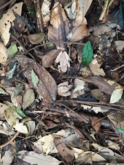 Polypedates pseudocruciger