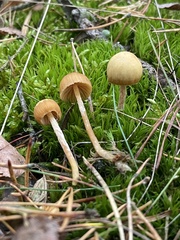 Galerina pumila