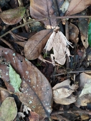 Polypedates pseudocruciger