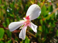 Pelargonium setulosum