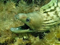 Western Moray photo 3