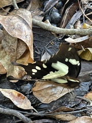 Papilio pelodurus