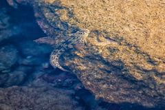 Parablennius sanguinolentus