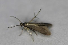 Schreckensteinia erythriella