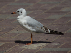 Chroicocephalus ridibundus