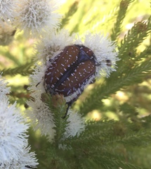 Trichostetha capensis hottentotta