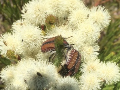 Trichostetha capensis hottentotta