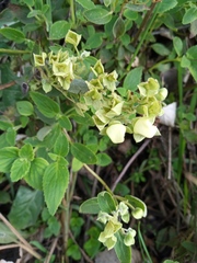 Calceolaria sericea