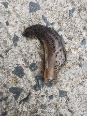 Limax maximus