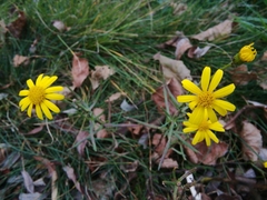 Senecio inaequidens