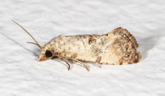 Cochylichroa arthuri
