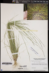 Aristida curtissii