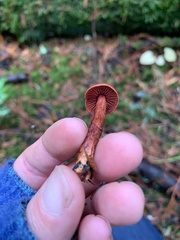 Cortinarius birkebakii