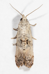 Cochylichroa arthuri