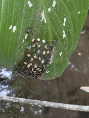 Natalobatrachus bonebergi