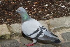 Columba livia