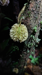 Carpotroche platyptera
