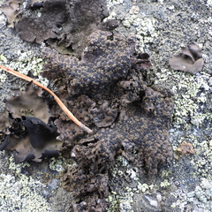 Umbilicaria hyperborea hyperborea