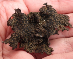 Umbilicaria hyperborea hyperborea