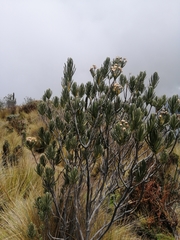 Linochilus rupestris