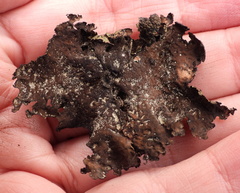 Umbilicaria hyperborea hyperborea