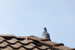 Columba livia