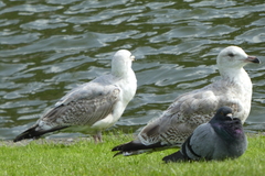 Columba livia