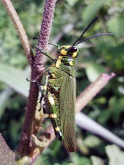 Chromacris trogon intermedia