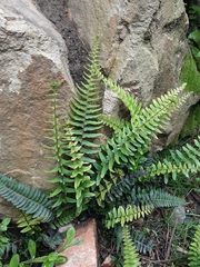 Blechnum australe