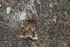 Callopistria placodoides