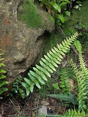 Blechnum australe