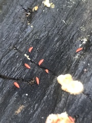 Hoplandrothrips
